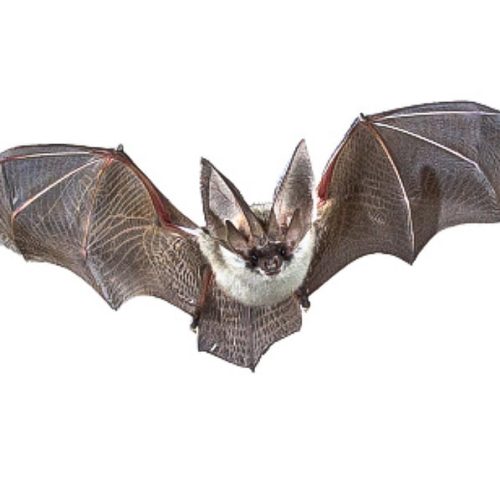 A bat