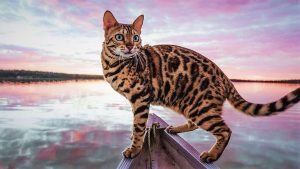 Bengal cats are more likely to be less water-averse than other cat breeds