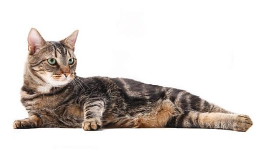 The blotched tabby is the most common UK cat