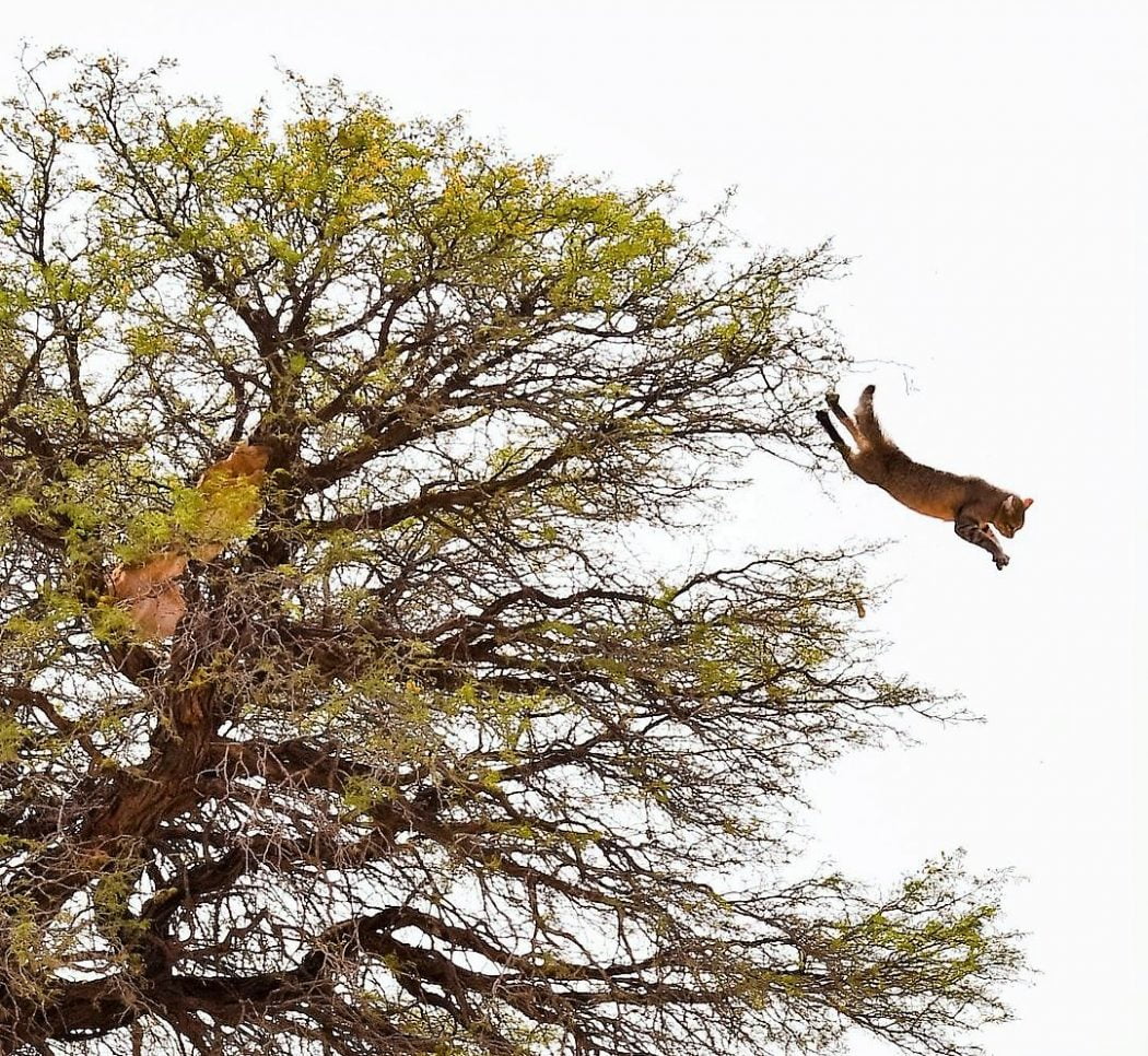 Caracal forces African wildcat to jump from a tree at a height of about 10m