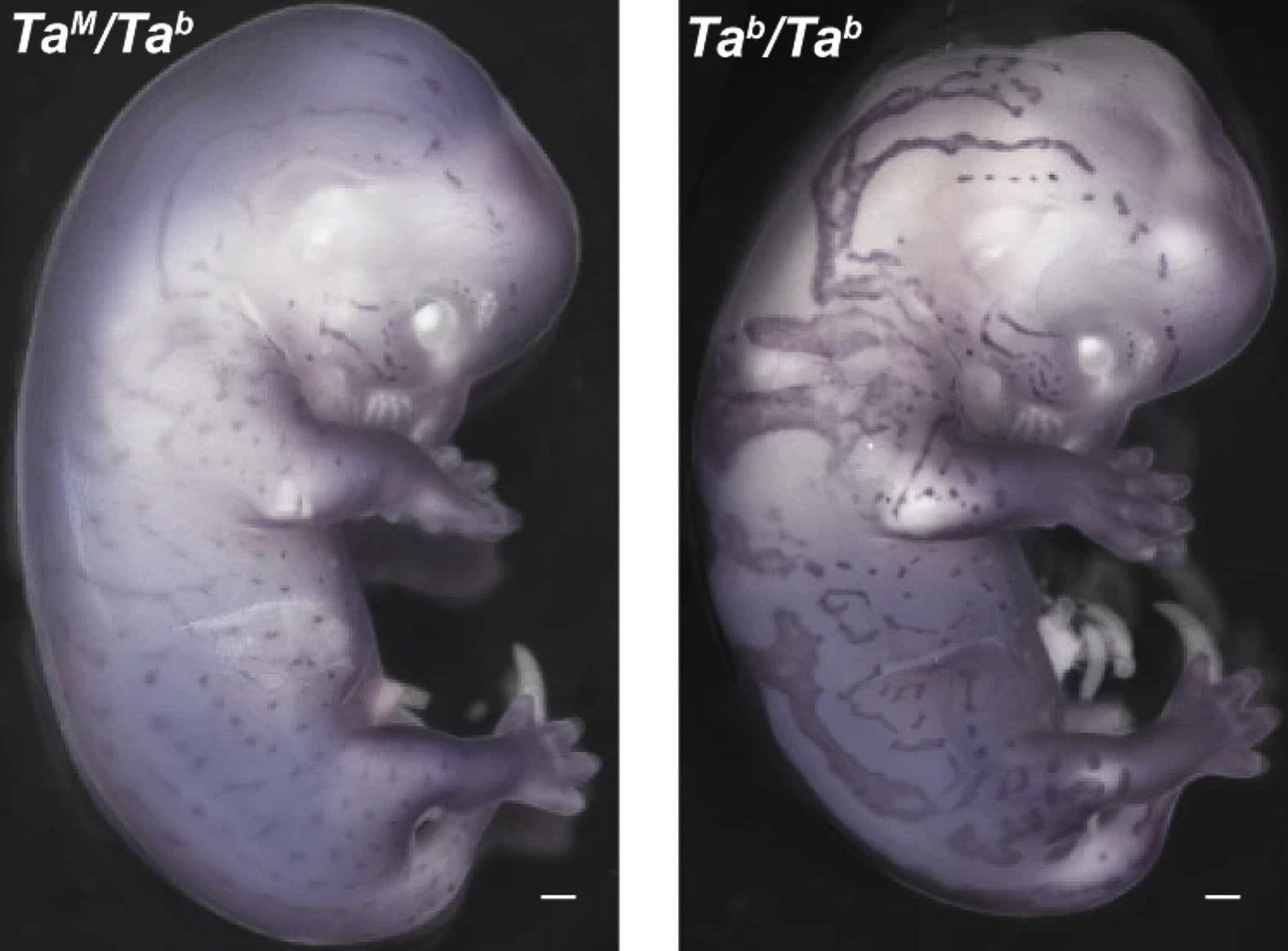 Cat embryo developing its coat pattern thanks to the Dkk4 gene