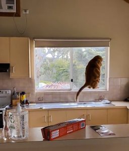 Cat momentarily scared after jumping on kitchen counter covered with tin foil