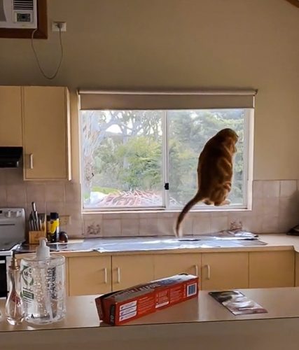 Cat momentarily scared after jumping on kitchen counter covered with tin foil