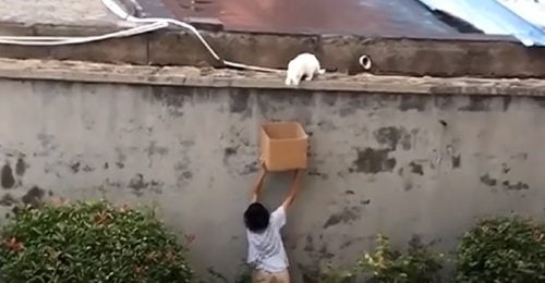 China - kind boy rescues cat from high wall