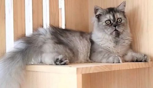 Cloned British Longhair made in China