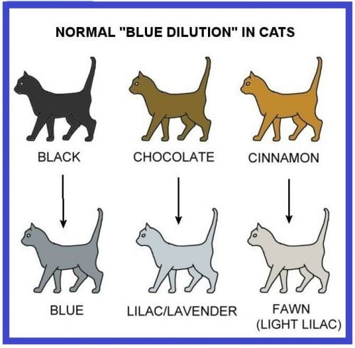 Dilution in cats - chart by Sarah Hartwell