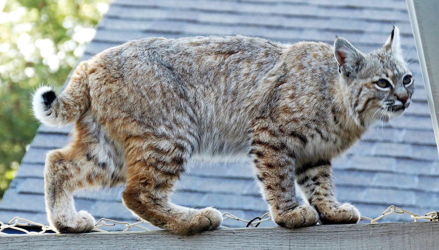 There is a greyish colour to this bobcat