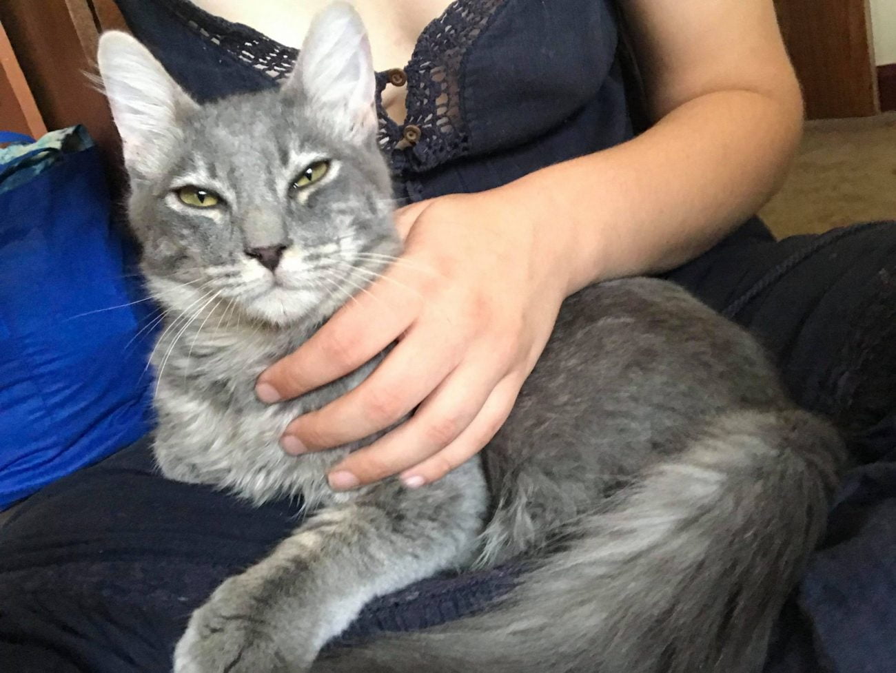 Handsome shelter cat who got adopted by jumping on her lap and staying there!