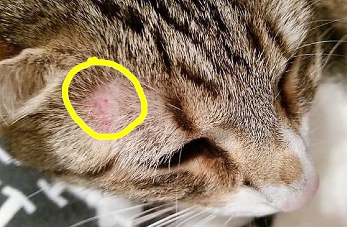 Ringworm on cat in a typical position