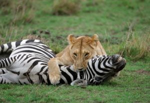 Lion kills zebra
