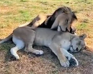 Lions in love!