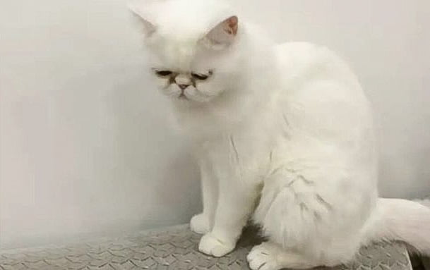 Miss Liu's Exotic Shorthair one of three cats owned by her that were euthanised