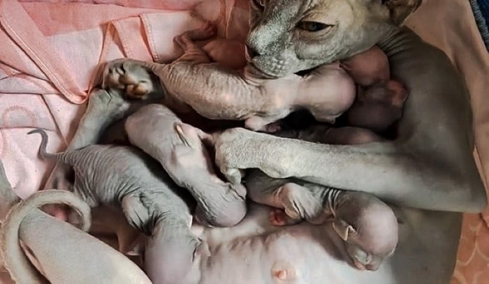 Picture of Sphynx mother and her newborn kittens looking like something out of the Alien series