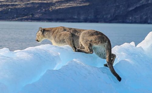 Picture of a puma on an iceberg off the Upsala glacier in Patagonia's Los Glaciares National Park, Argentina