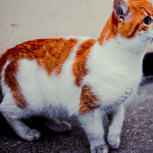 Red harlequin cat