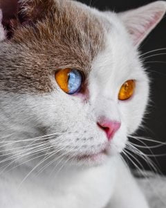 Sectoral heterochromia in a cat
