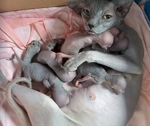 Sphynx mum and kittens