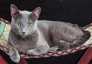 Super Russian Blue cat. Picture in public domain on Twitter.