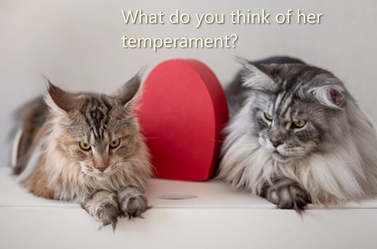 FTP test - cats discussing human temperament
