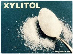 Xylitol a sugar-free sweetener is highly toxic to dogs but not cats