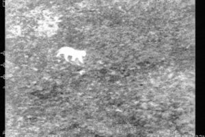 Big cat Calais!? No, a domestic cat