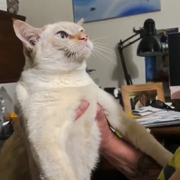 Cat clearly unhappy and stressed and about to attack but owner presses on in holding her cat the wrong way