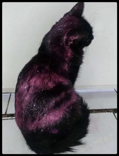 Cat rolls in edible glitter and becomes a galaxy