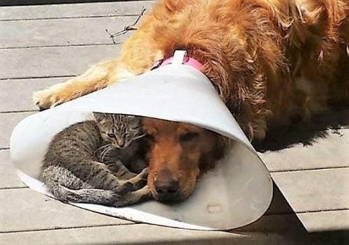 Cat shares Elizabethan collar with dog companion