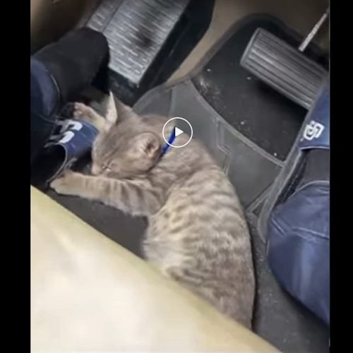 Cat sleeps among foot pedals of moving car
