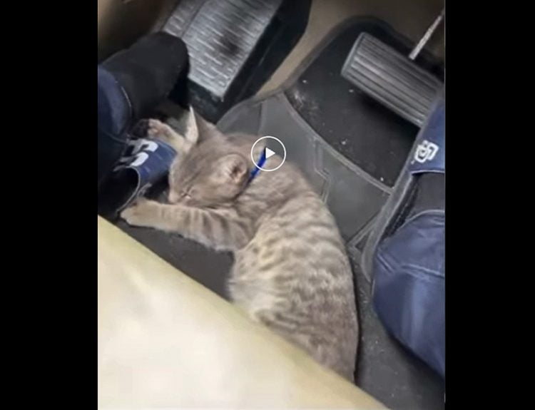 Cat sleeps among foot pedals of moving car
