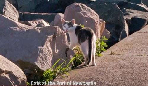 Cats at the port of Newcastle Australia