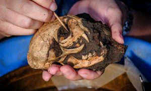 Domestic cat unearthed at a Roman amphitheatre at Richborough, Kent