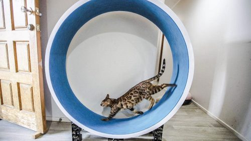 Full-time indoor Bengal cat gets much needed exercise