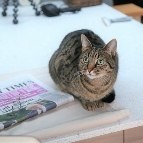 My neutered male cat Gabs