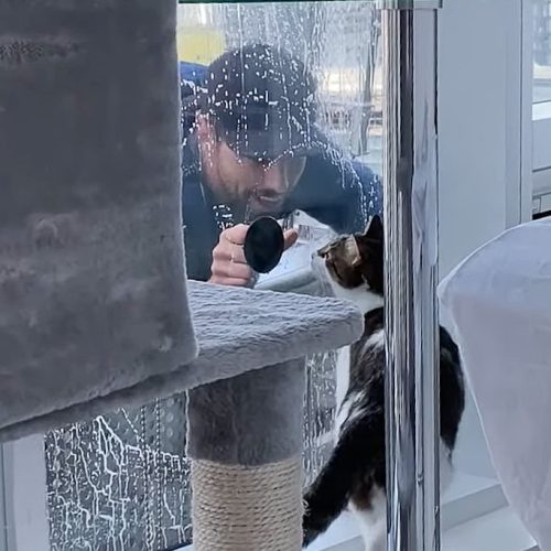 Indoor apartment cat intrigued with the activities of the window cleaner