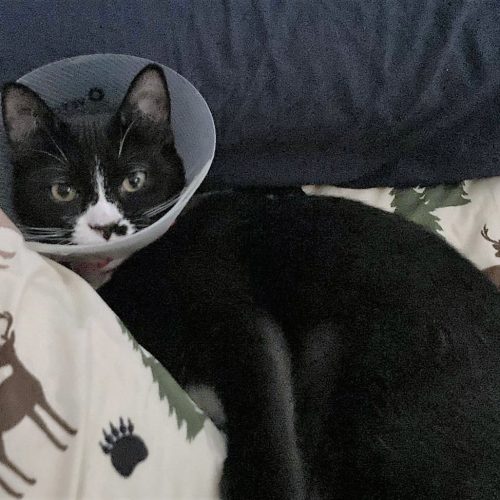 Jarvis with his Elizabethan collar after his leg amputation