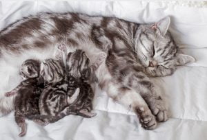 Mother nurses her kittens