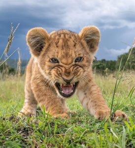 Lion cub in Masai Mara squares up to remotely operated camera