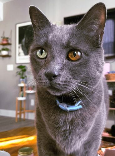 Odd-eye colour in an all-grey cat