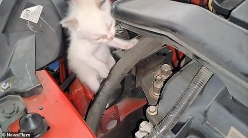 One of 2 kittens removed from the engine bay of a car in Malaysia