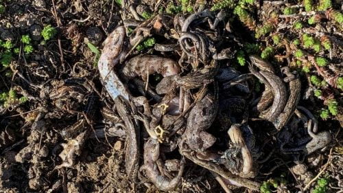 Remains of 28 New Zealand lizards said to have been devoured as a meal by a feral cat