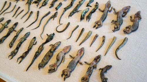 Remains of 28 New Zealand lizards said to have been devoured as a meal by a feral cat