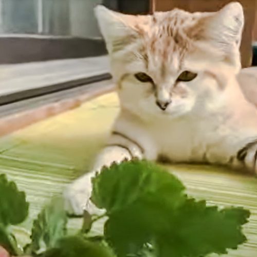 Sand cat meows when presented with a sprig of catnip