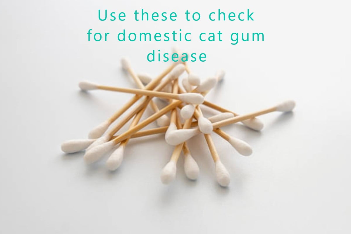 Use cotton buds to check for blood on the gums of domestic cats