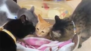 Three resident cats check the health of a newbie