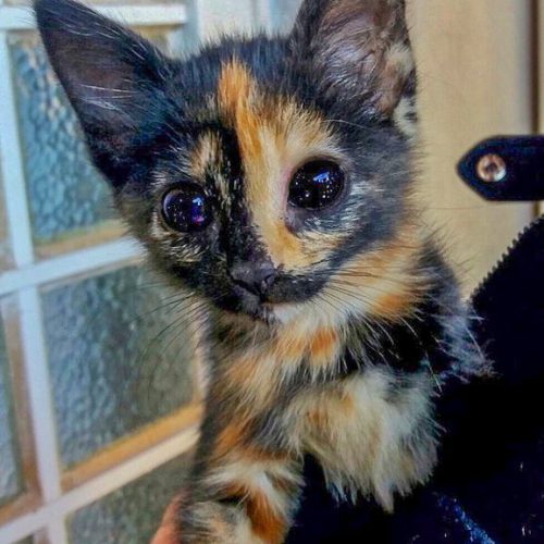 Tortoiseshell kitten with star studded eyes