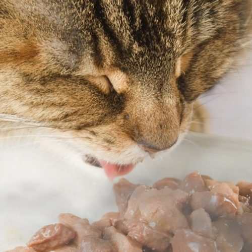 Heated wet cat food is more palatable to ageing cats