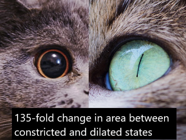 135-fold change in area between constricted and dilated states. One of 3 reasons for the vertical domestic cat eye pupil.