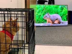 A cat watches TV at PAWS in Lynnwood. The animal rescue is seeking TV donations. Photo - Lynn Jefferson at PAWS