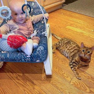 Alec Balwin's Bengal cat, Emilio, has gone missing soon after he accidentally shot the cinematographer